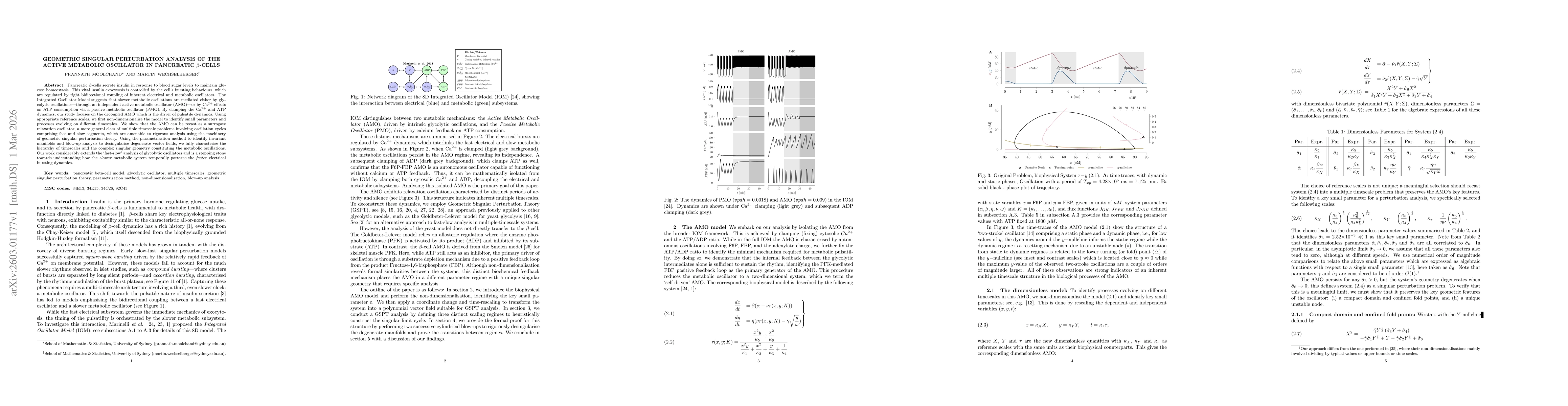 Thumbnail for Geometric singular perturbation analysis of the active metabolic oscillator in pancreatic \b{eta}-cells
