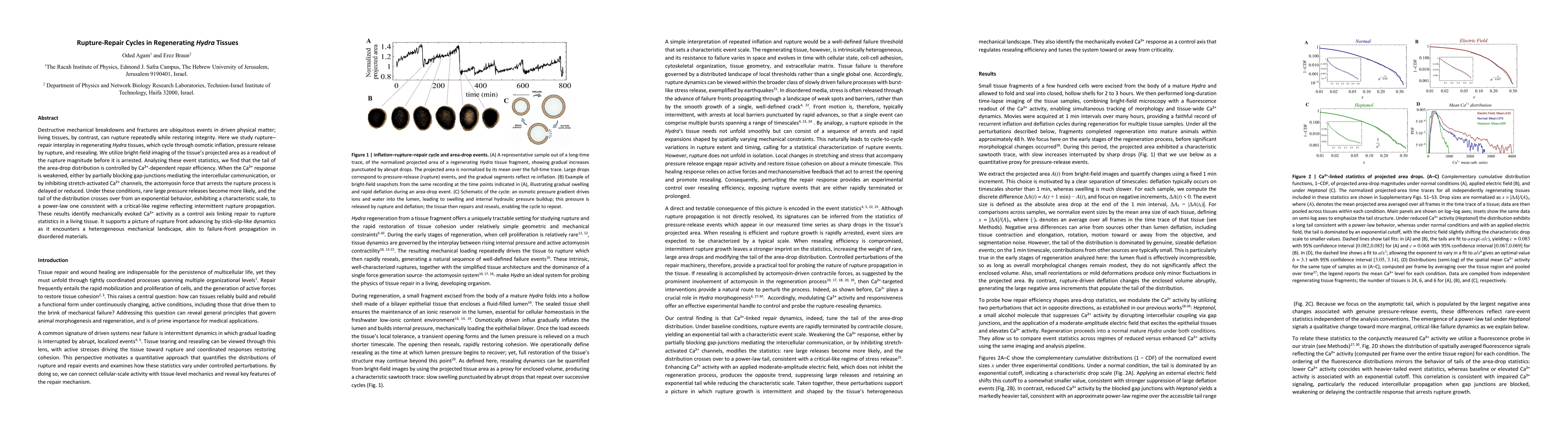 Thumbnail for Rupture-Repair Cycles in Regenerating Hydra Tissues