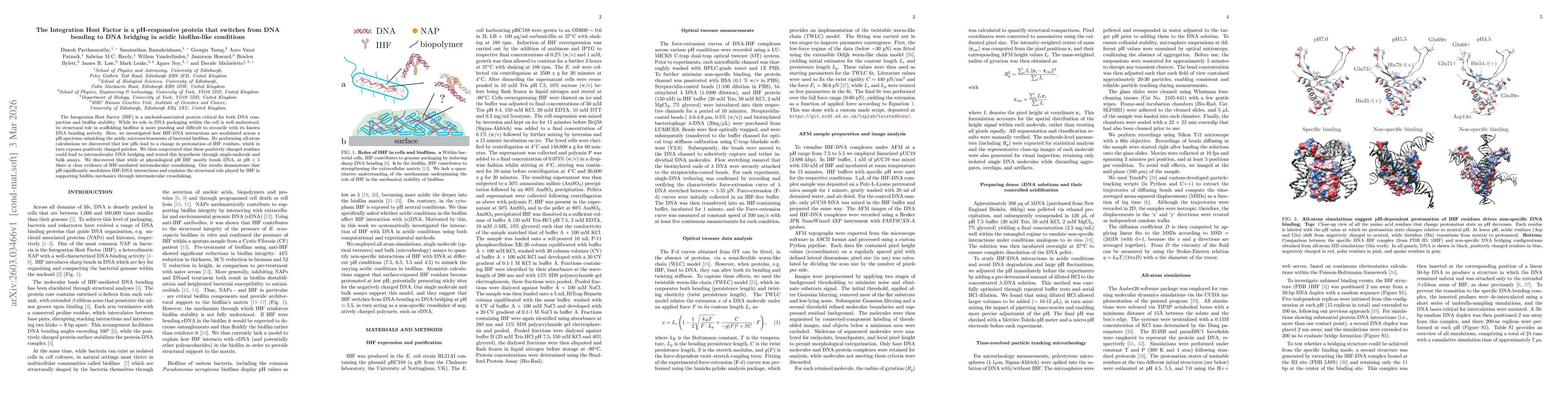 Thumbnail for The Integration Host Factor is a pH-responsive protein that switches from DNA bending to DNA bridging in acidic biofilm-like conditions