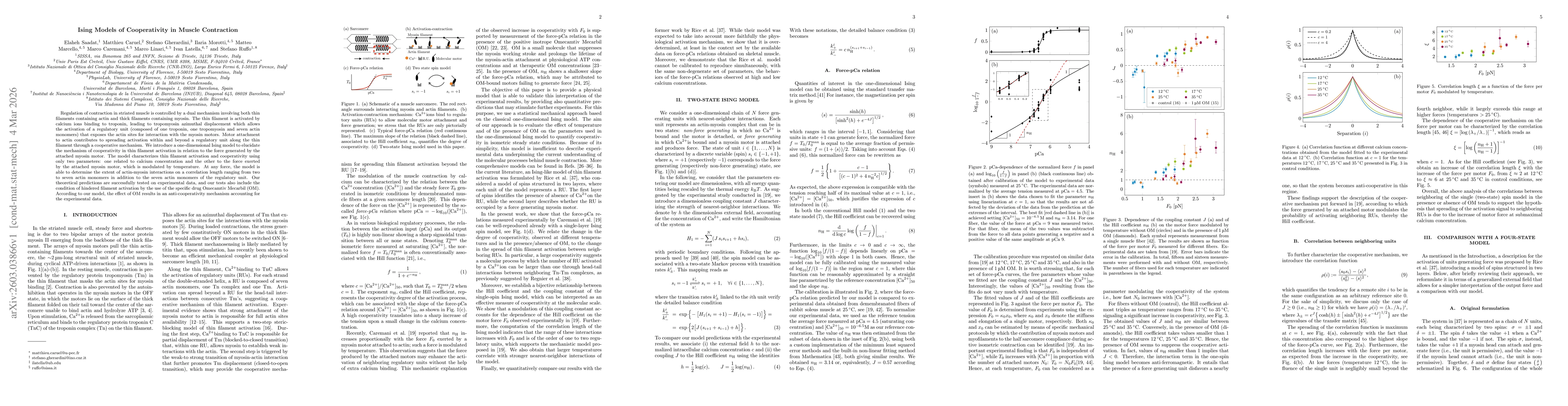 Thumbnail for Ising Models of Cooperativity in Muscle Contraction