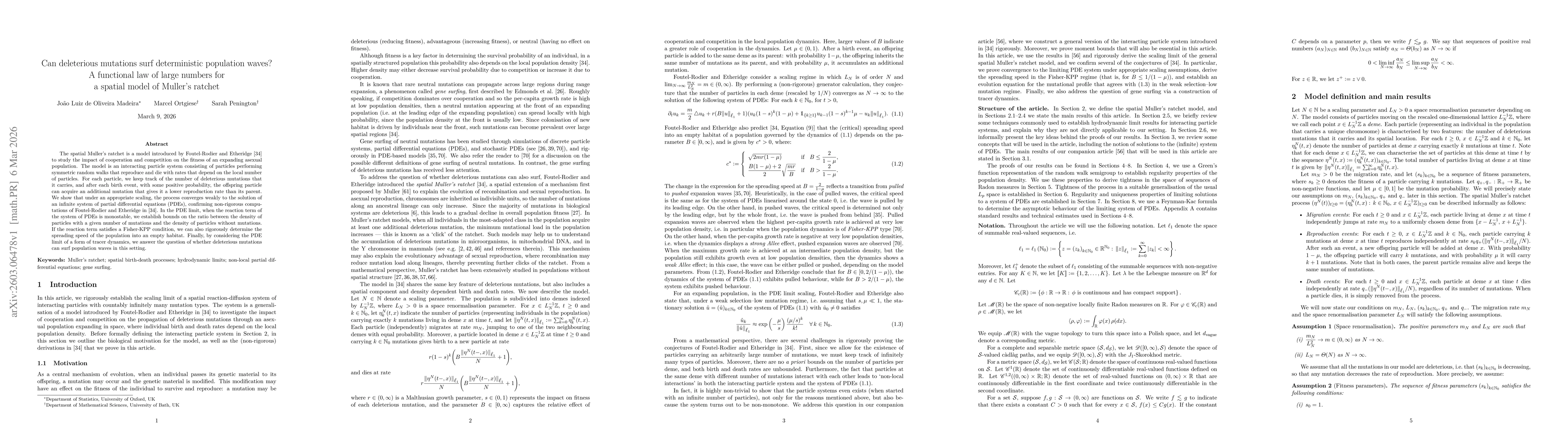 Thumbnail for Can deleterious mutations surf deterministic population waves? A functional law of large numbers for a spatial model of Muller's ratchet