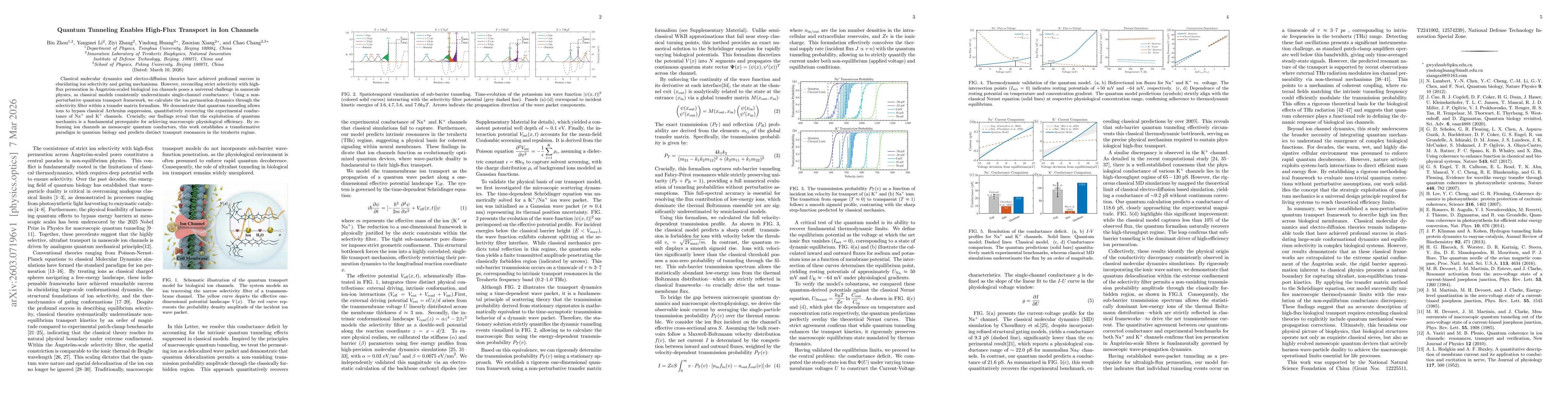 Thumbnail for Quantum Tunneling Enables High-Flux Transport in Ion Channels