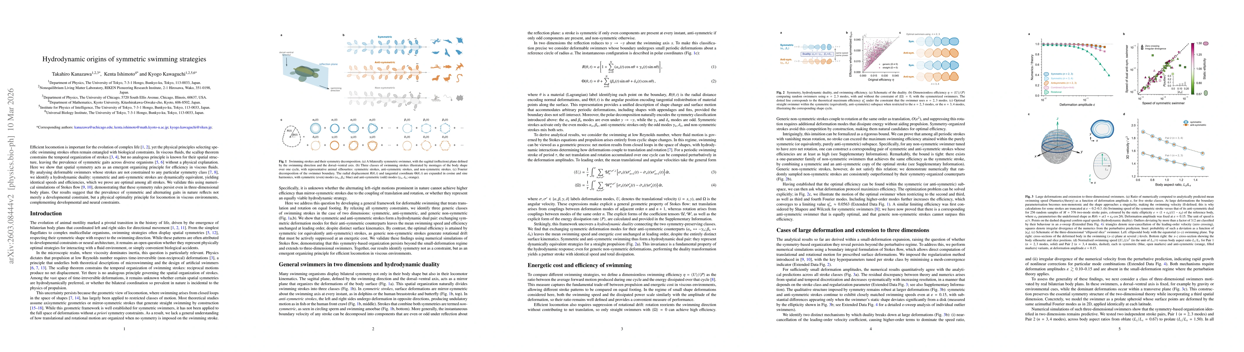 Thumbnail for Hydrodynamic origins of symmetric swimming strategies