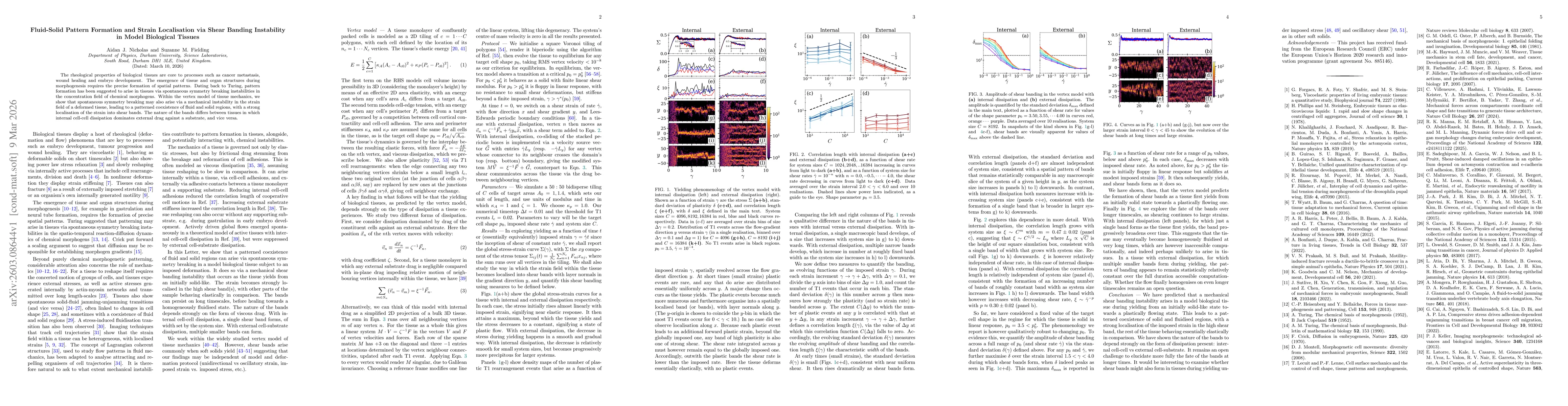 Thumbnail for Fluid-Solid Pattern Formation and Strain Localisation via Shear Banding Instability in Model Biological Tissues
