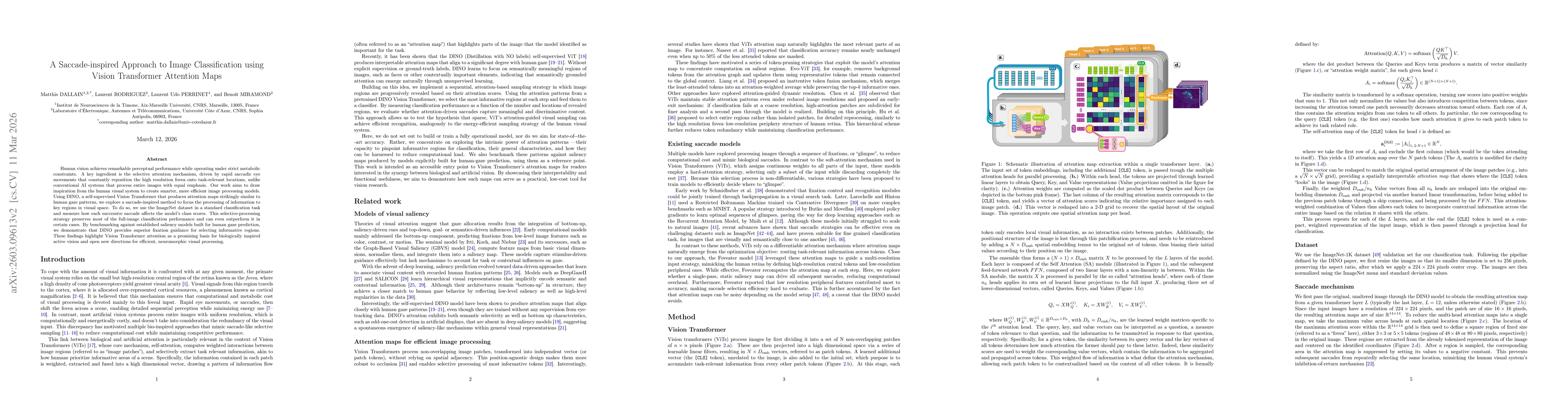 Thumbnail for A Saccade-inspired Approach to Image Classification using Vision Transformer Attention Maps