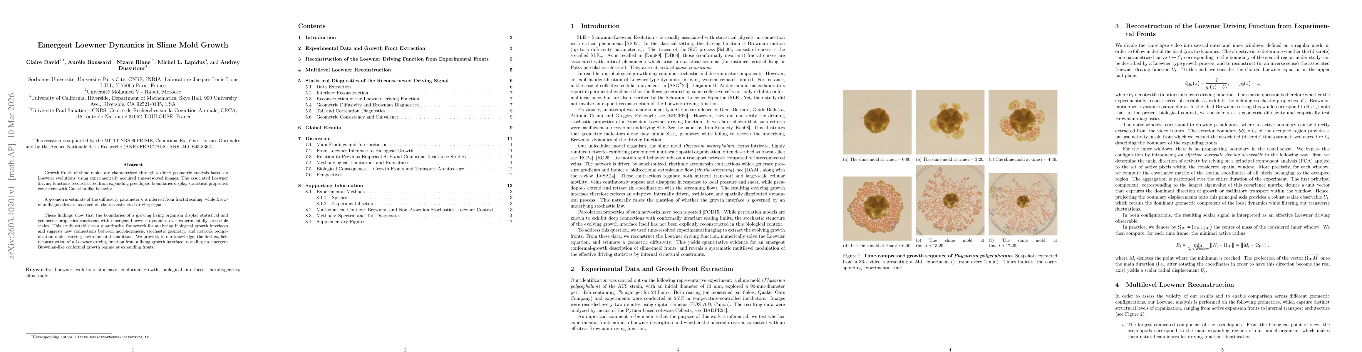 Thumbnail for Emergent Loewner Dynamics in Slime Mold Growth