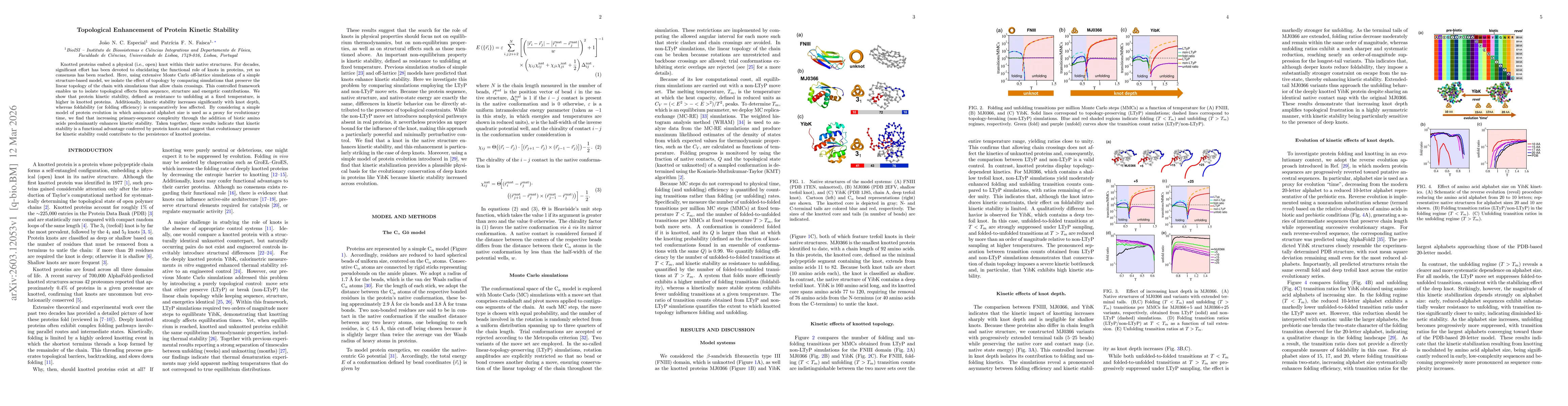 Thumbnail for Topological Enhancement of Protein Kinetic Stability