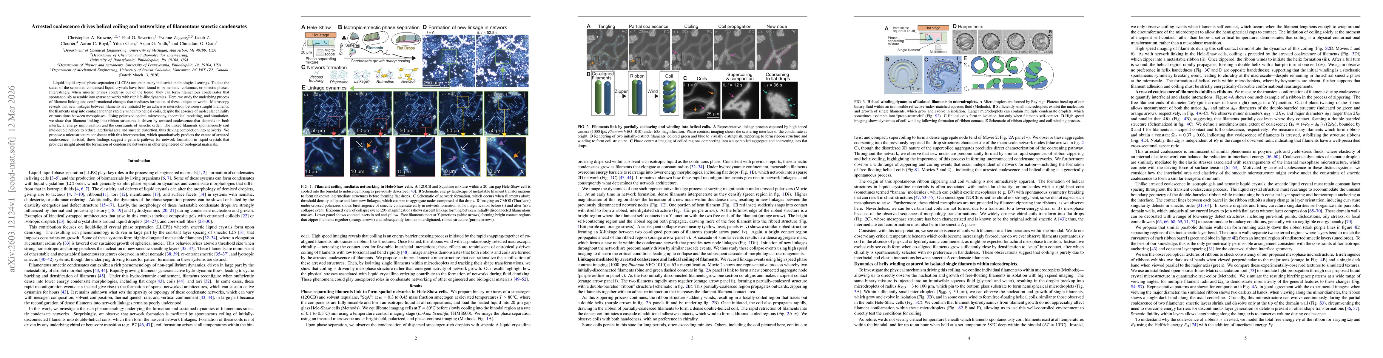 Thumbnail for Arrested coalescence drives helical coiling and networking of filamentous smectic condensates