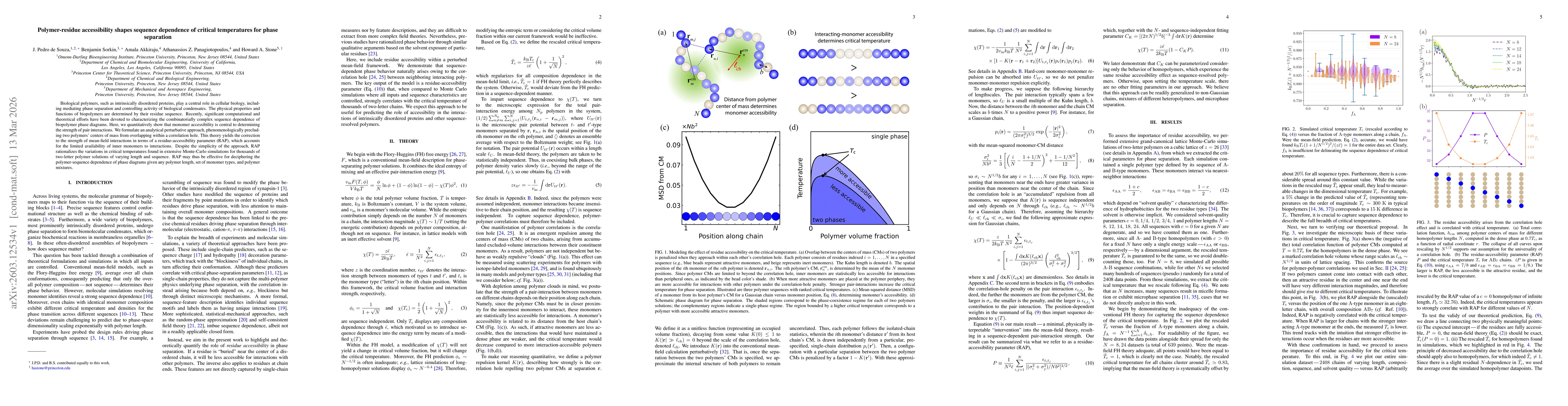 Thumbnail for Polymer-Residue Accessibility Shapes Sequence Dependence of Critical Temperatures for Phase Separation