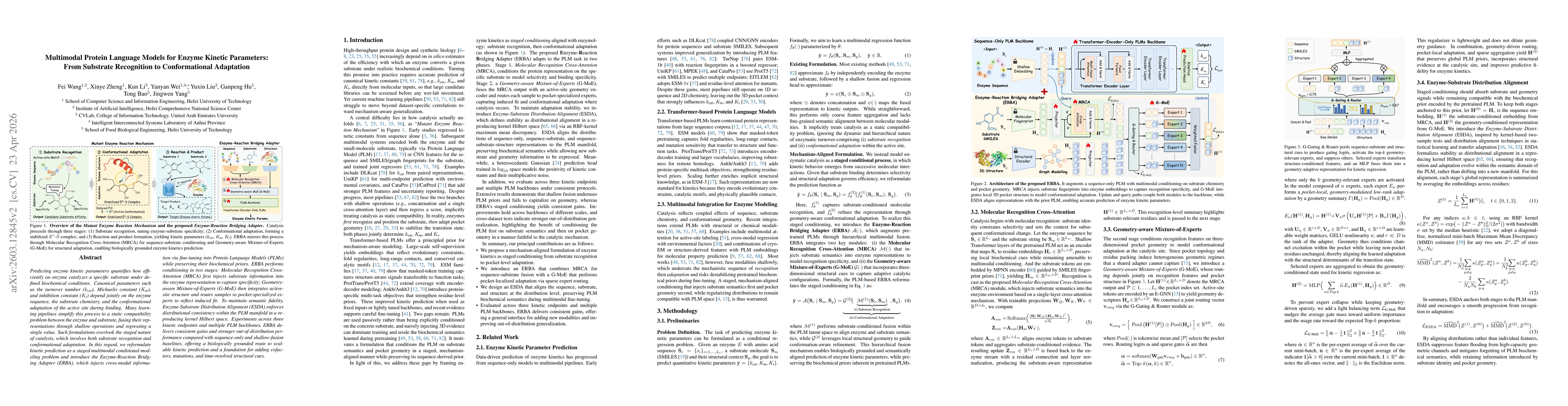 Thumbnail for Multimodal Protein Language Models for Enzyme Kinetic Parameters: From Substrate Recognition to Conformational Adaptation