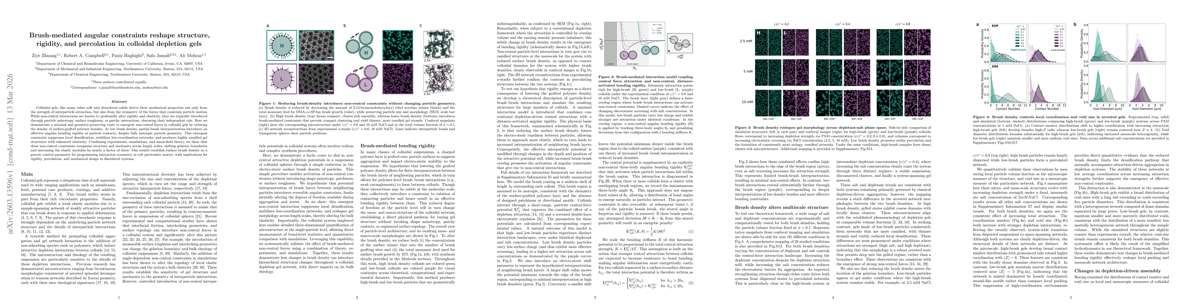 Thumbnail for Brush-mediated angular constraints reshape structure, rigidity, and percolation in colloidal depletion gels
