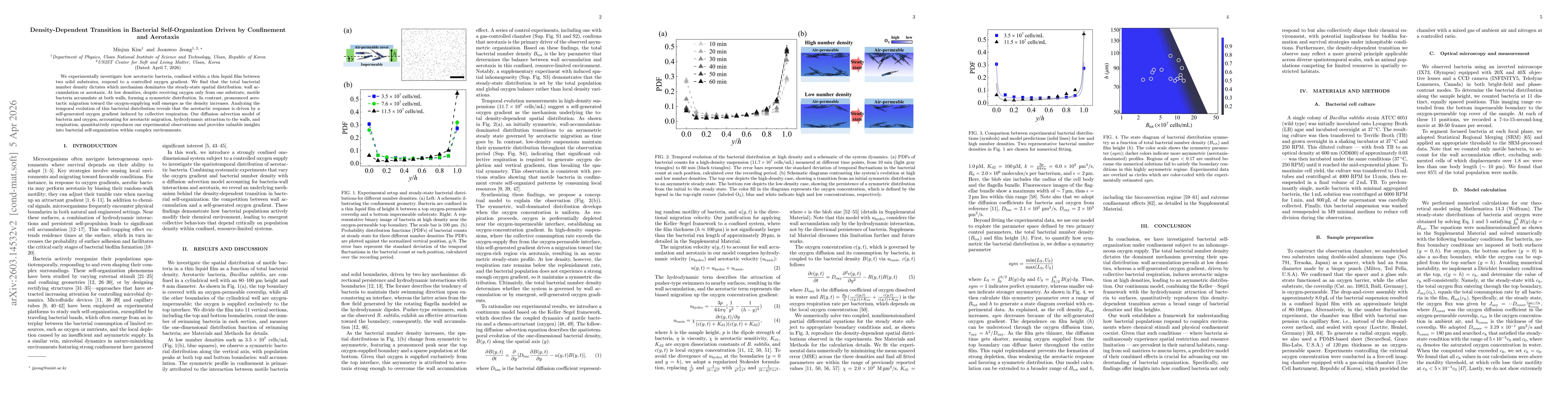 Thumbnail for Density-Dependent Transition in Bacterial Self-Organization Driven by Confinement and Aerotaxis