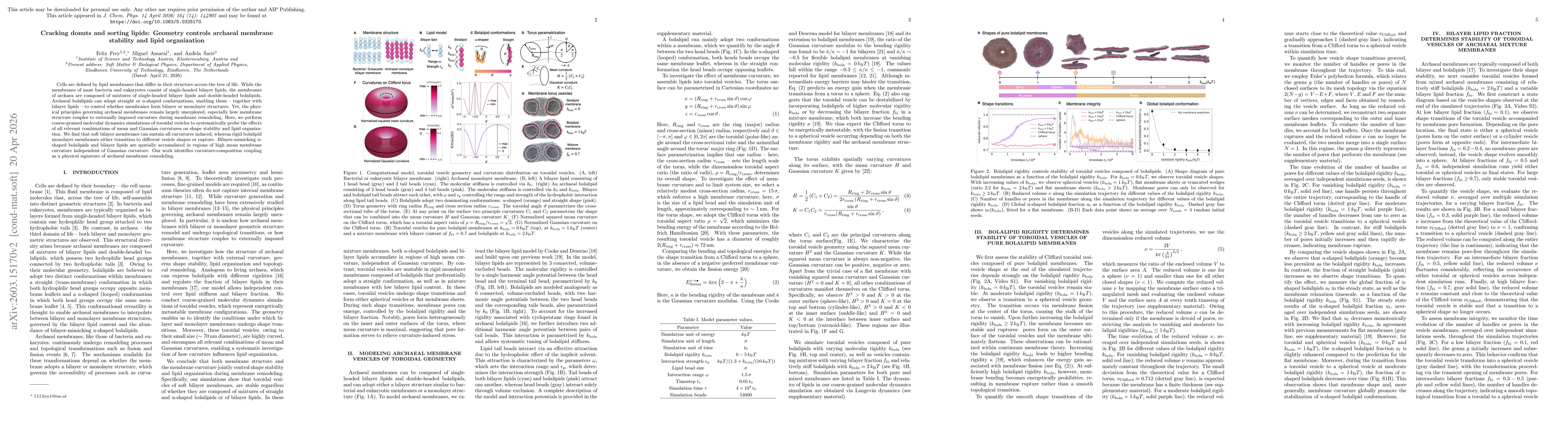 Thumbnail for Cracking donuts and sorting lipids: geometry controls archaeal membrane stability and lipid organization