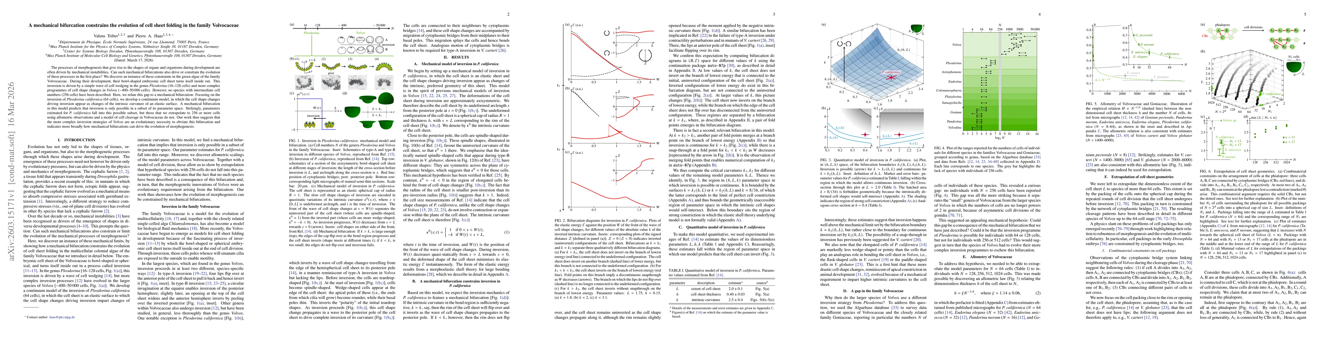 Thumbnail for A mechanical bifurcation constrains the evolution of cell sheet folding in the family Volvocaceae