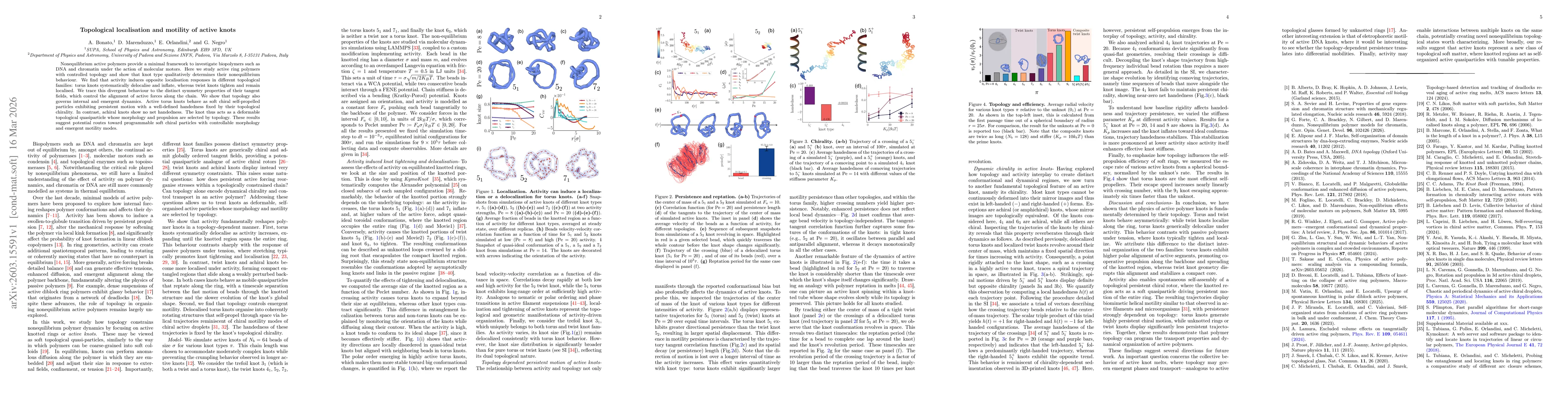 Thumbnail for Topological localisation and motility of active knots