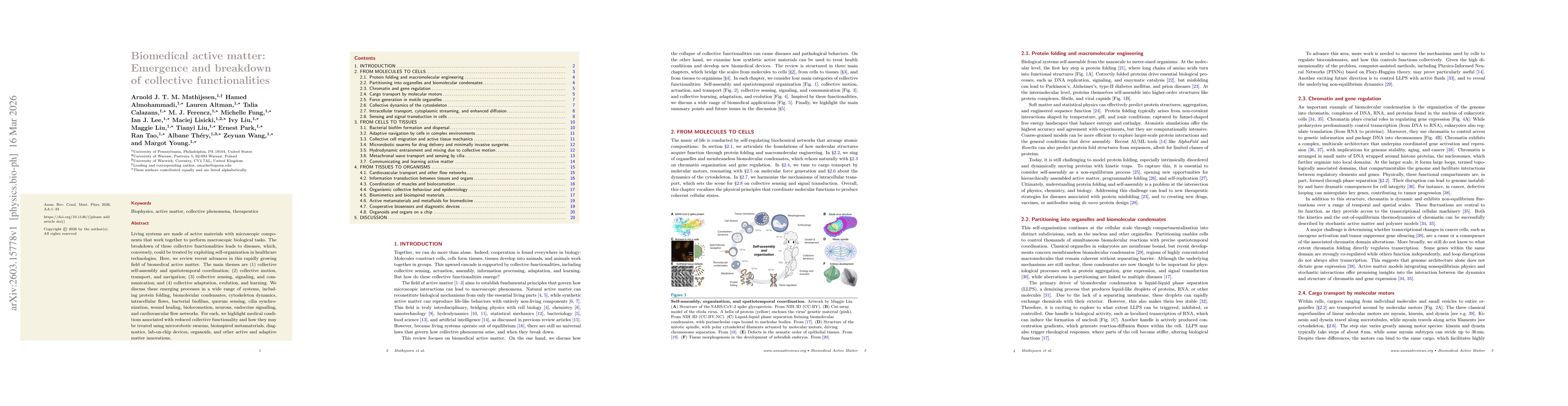 Thumbnail for Biomedical active matter: Emergence and breakdown of collective functionalities