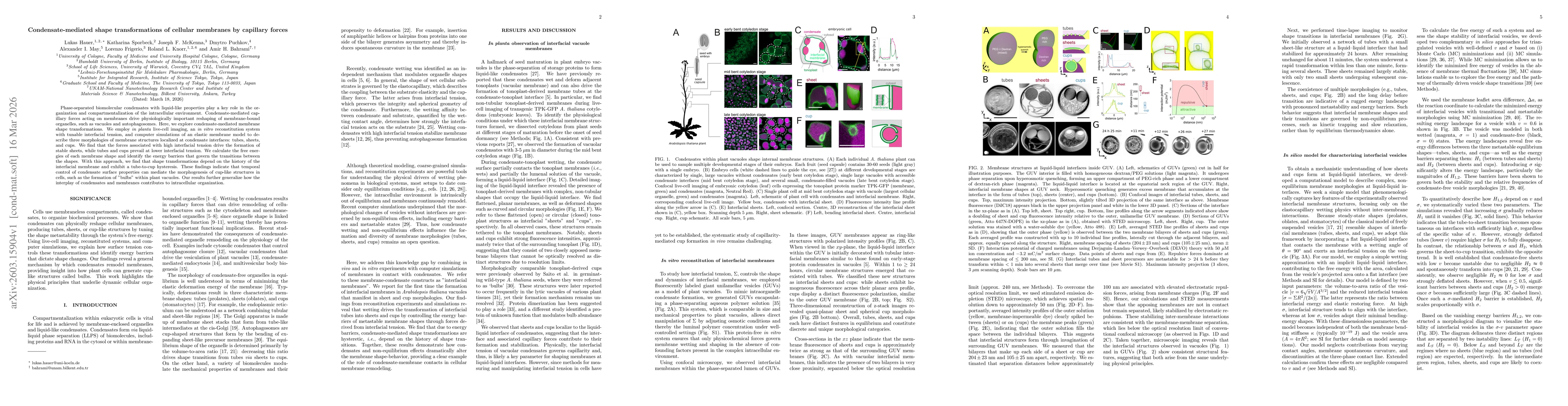 Thumbnail for Condensate-mediated shape transformations of cellular membranes by capillary forces