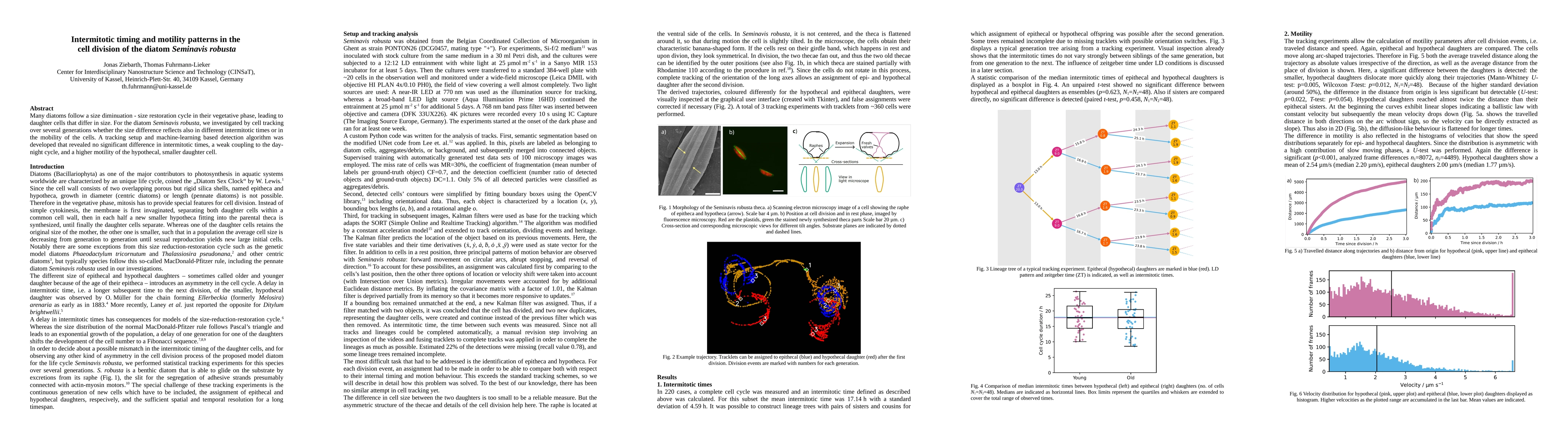 Thumbnail for Intermitotic timing and motility patterns in the cell division of the diatom Seminavis robusta