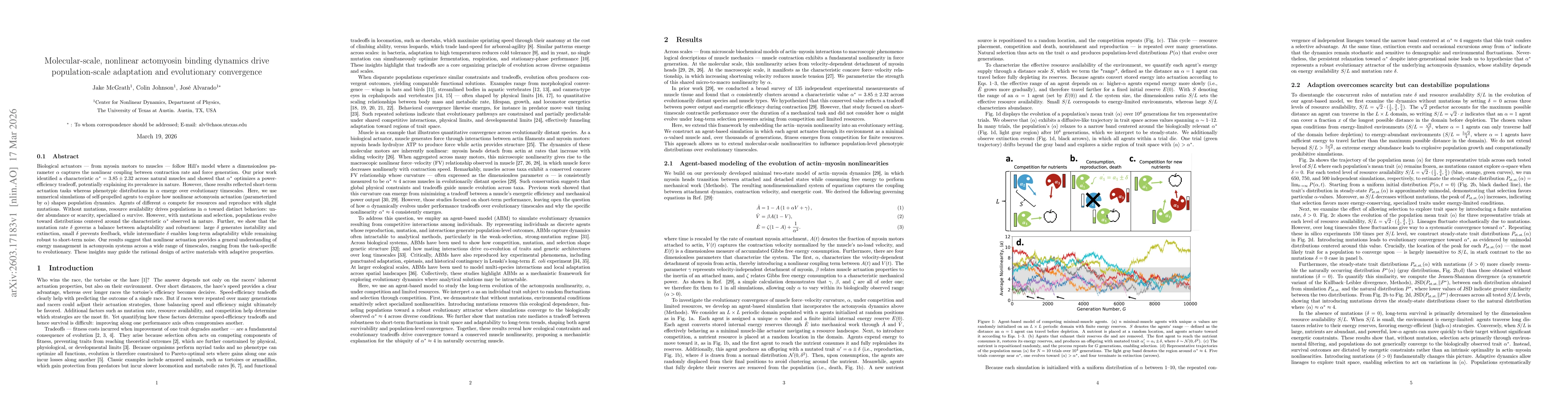 Thumbnail for Molecular-scale, nonlinear actomyosin binding dynamics drive population-scale adaptation and evolutionary convergence