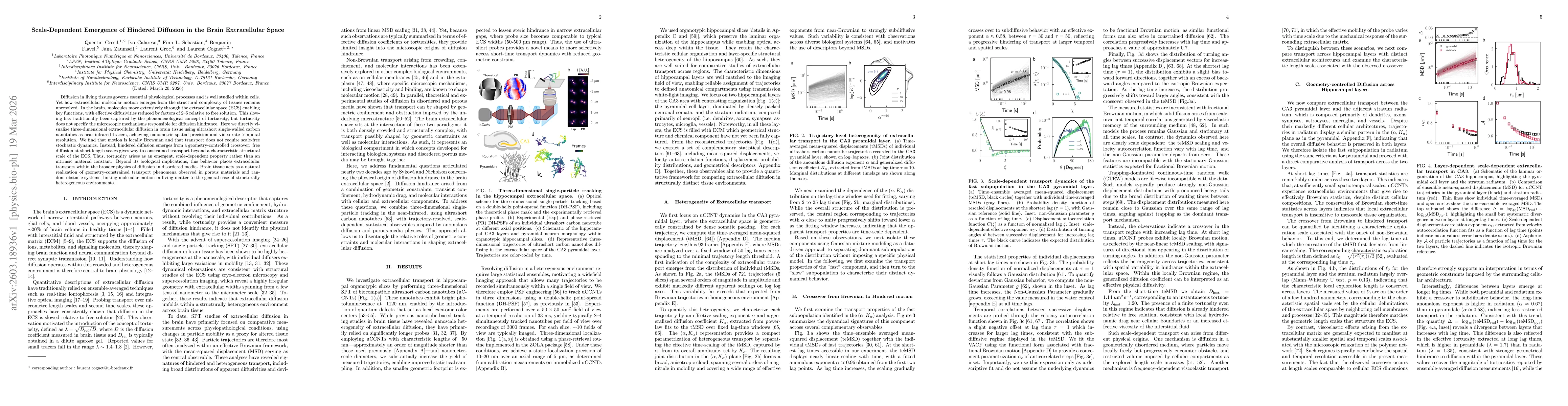 Thumbnail for Scale-Dependent Emergence of Hindered Diffusion in the Brain Extracellular Space