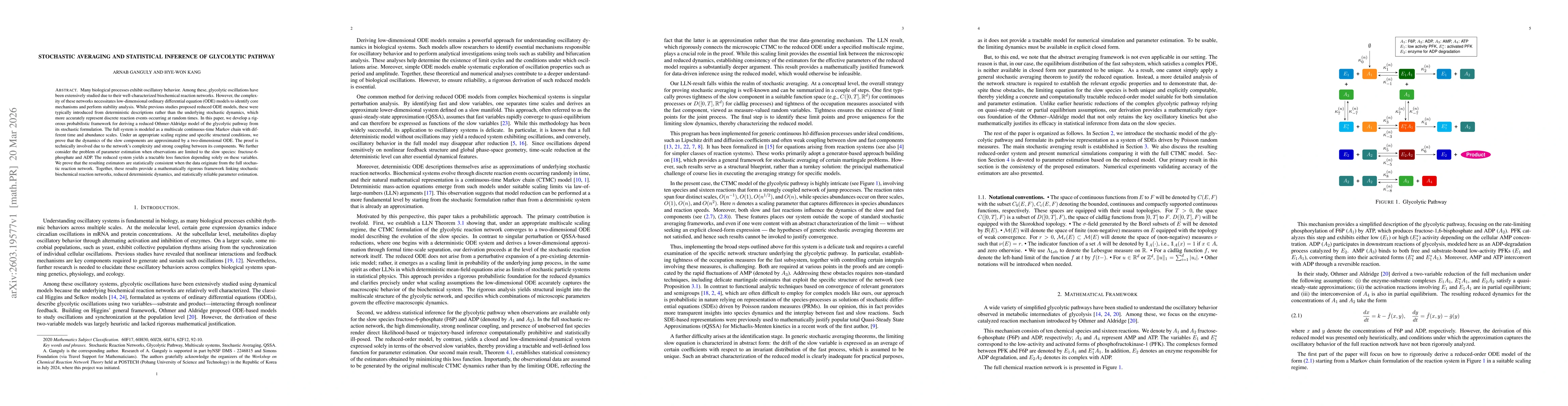 Thumbnail for Stochastic Averaging and Statistical Inference of Glycolytic Pathway