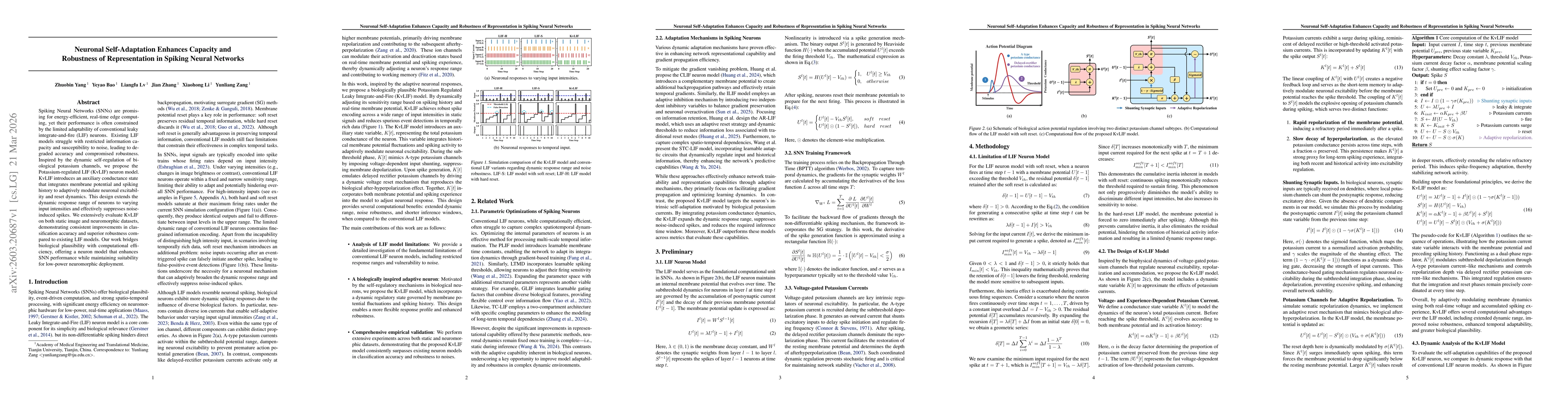 Thumbnail for Neuronal Self-Adaptation Enhances Capacity and Robustness of Representation in Spiking Neural Networks