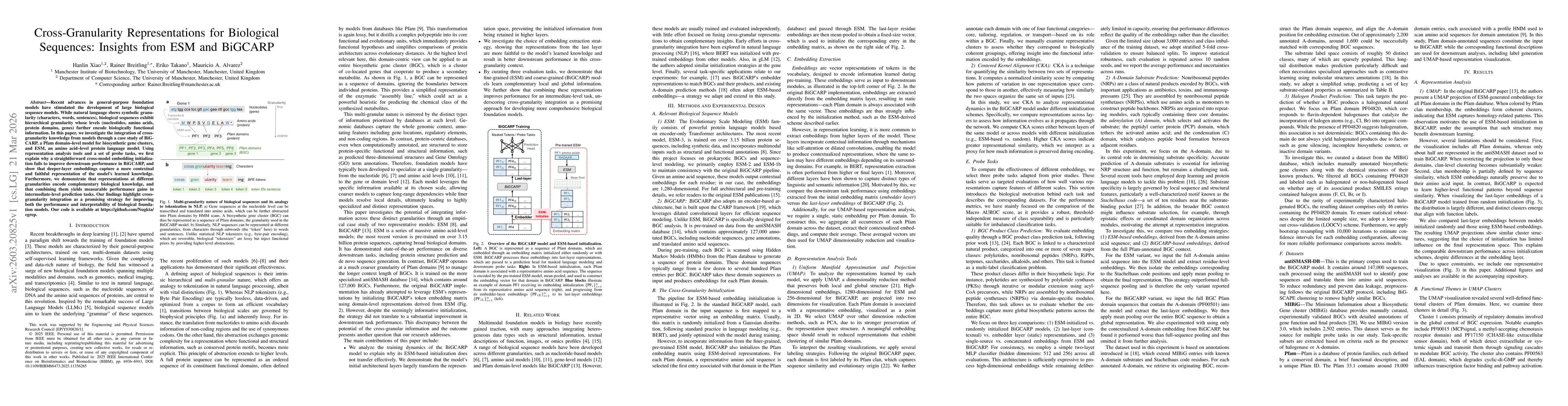 Thumbnail for Cross-Granularity Representations for Biological Sequences: Insights from ESM and BiGCARP