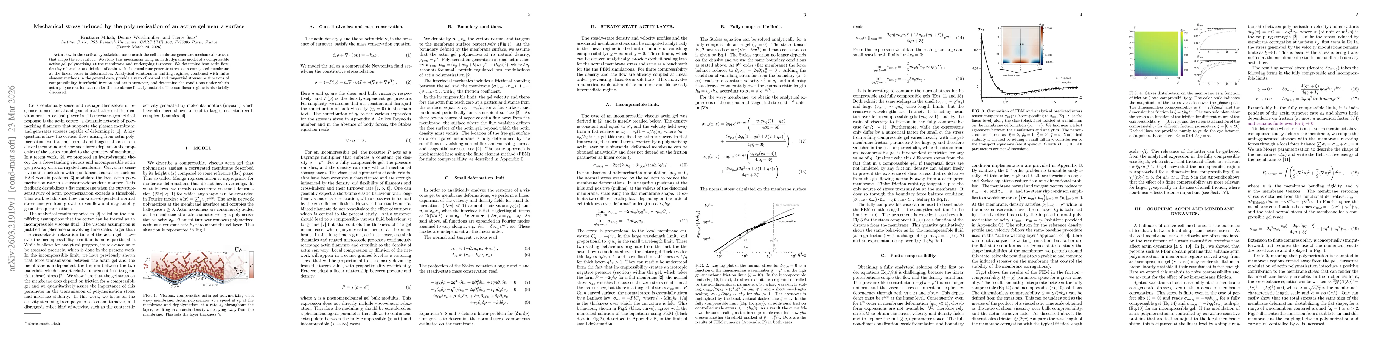 Thumbnail for Mechanical stress induced by the polymerisation of an active gel near a surface