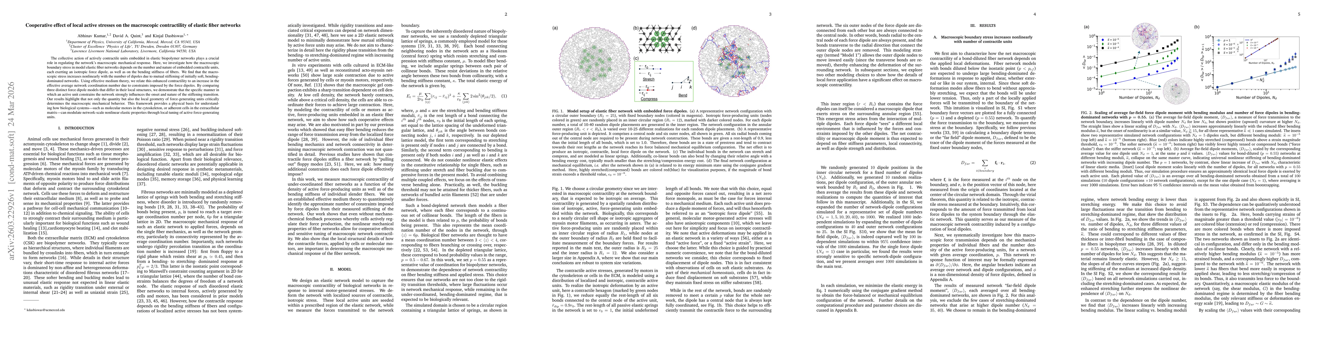 Thumbnail for Cooperative effect of local active stresses on the macroscopic contractility of elastic fiber networks