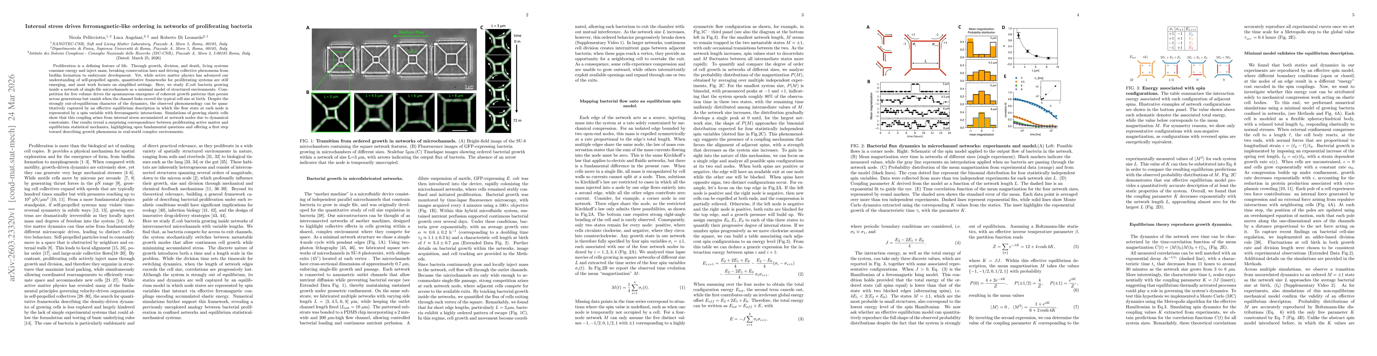 Thumbnail for Internal stress drives ferromagnetic-like ordering in networks of proliferating bacteria