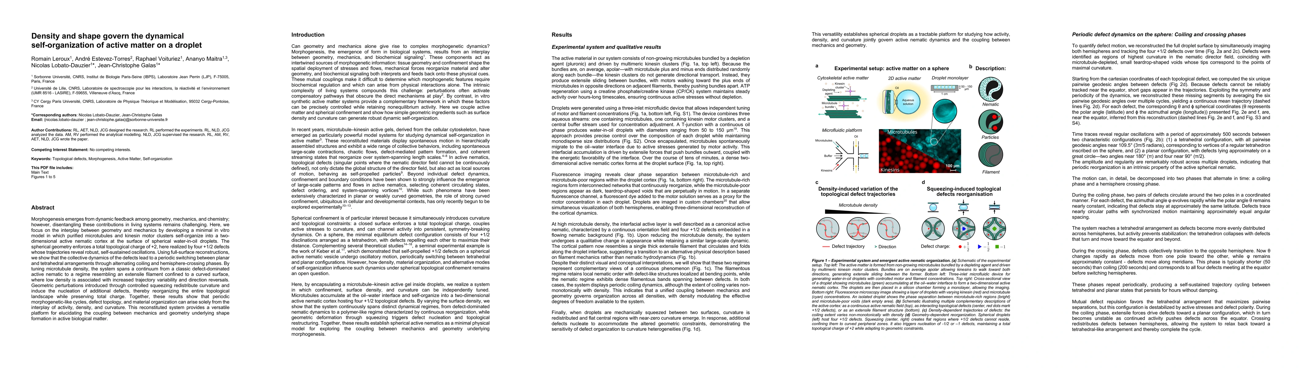 Thumbnail for Density and shape govern the dynamical self-organization of active matter on a droplet