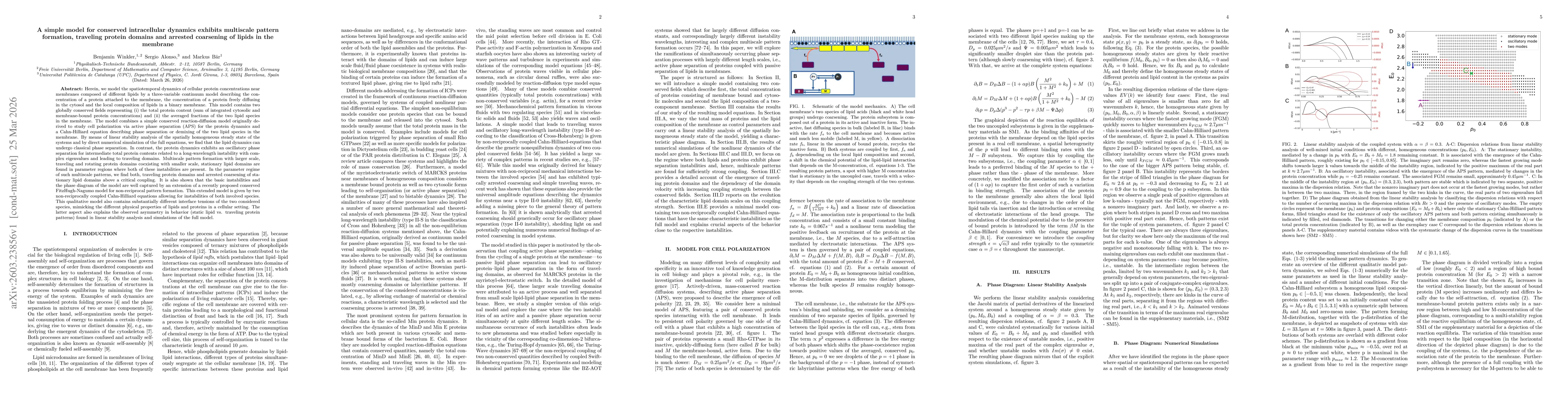 Thumbnail for A simple model for conserved intracellular dynamics exhibits multiscale pattern formation, traveling protein domains and arrested coarsening of lipids in the membrane