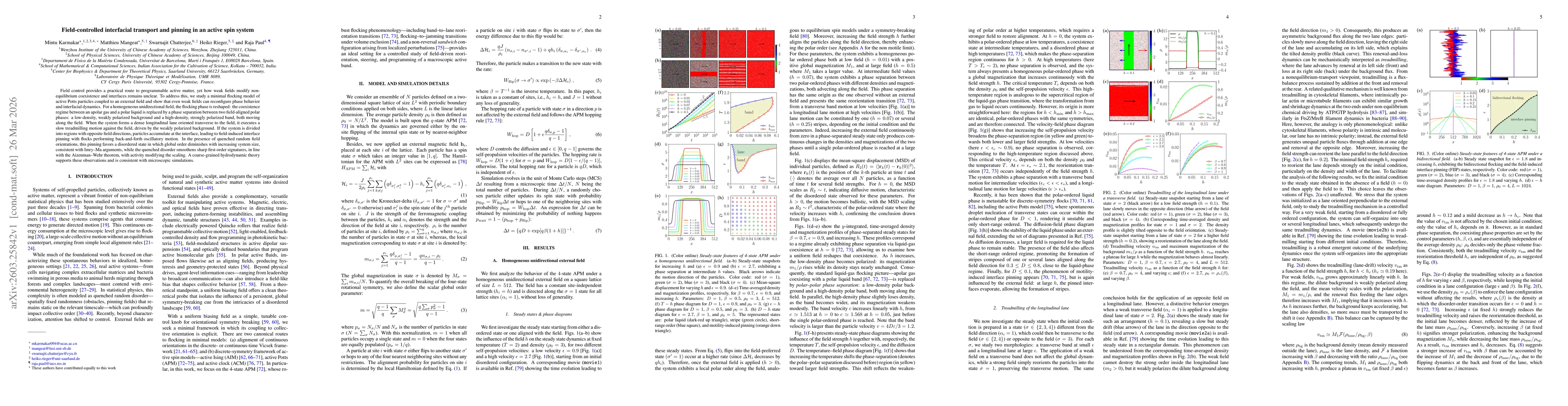 Thumbnail for Field-controlled interfacial transport and pinning in an active spin system