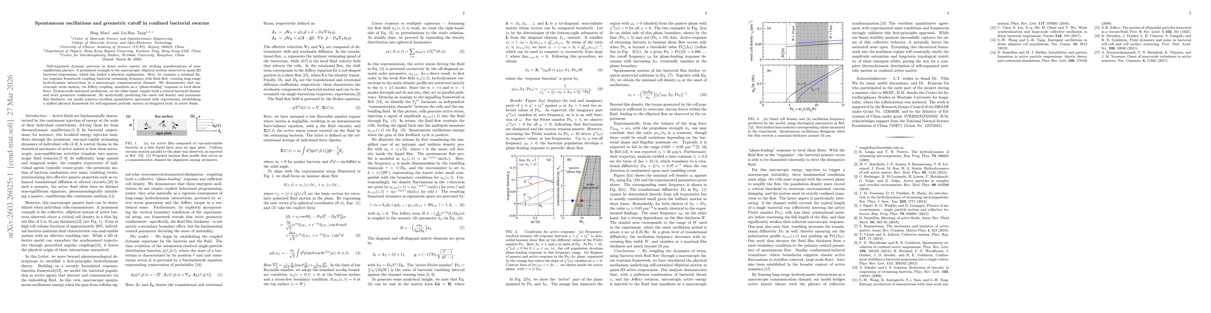 Thumbnail for Spontaneous oscillations and geometric cutoff in confined bacterial swarms