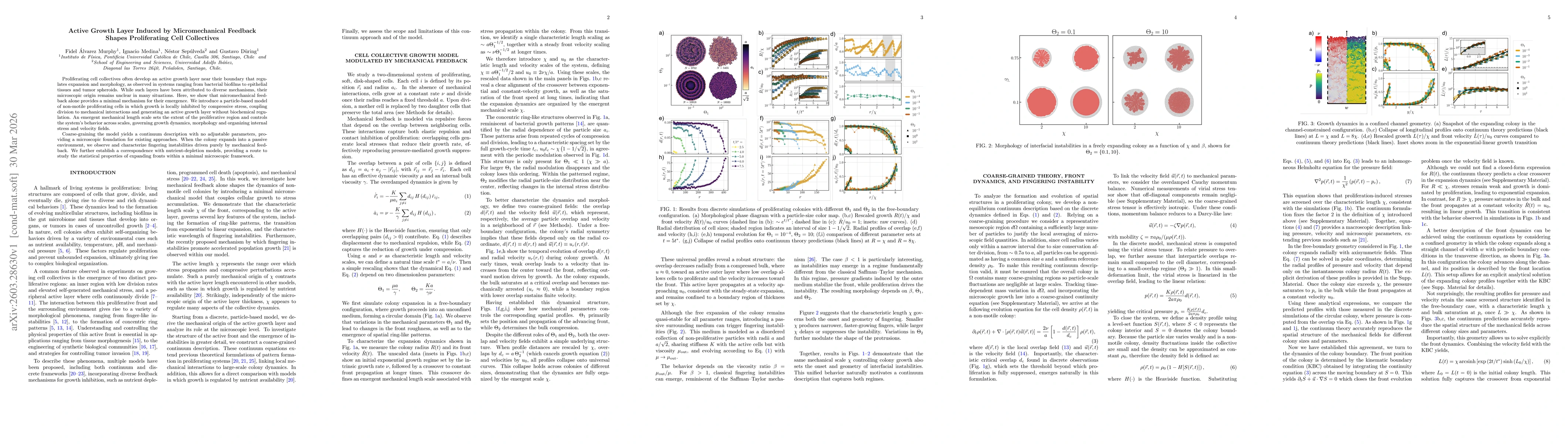 Thumbnail for Active Growth Layer Induced by Micromechanical Feedback Shapes Proliferating Cell Collectives