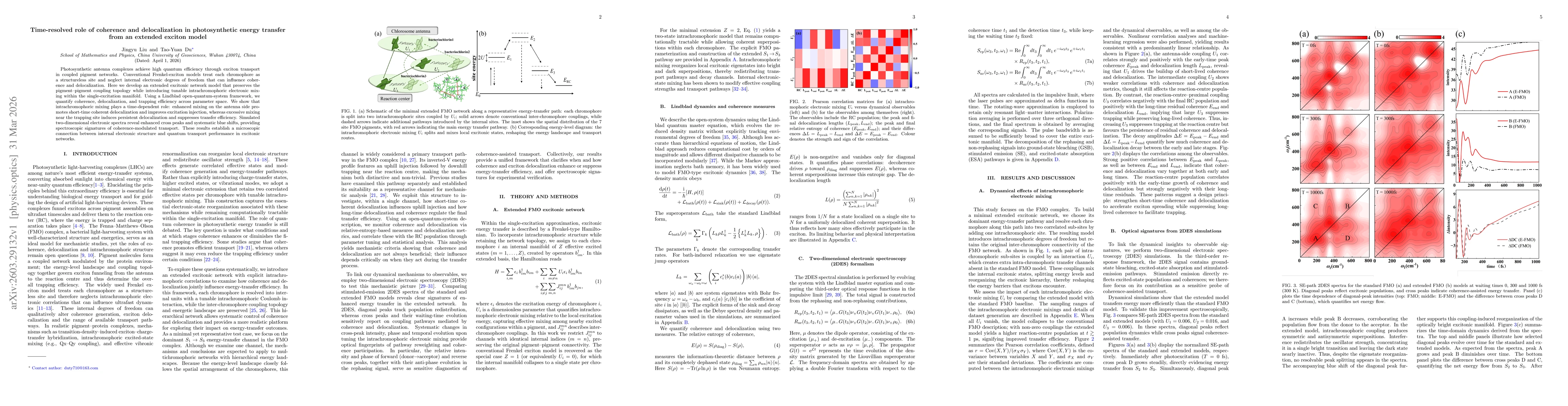 Thumbnail for Time-resolved role of coherence and delocalization in photosynthetic energy transfer from an extended exciton model