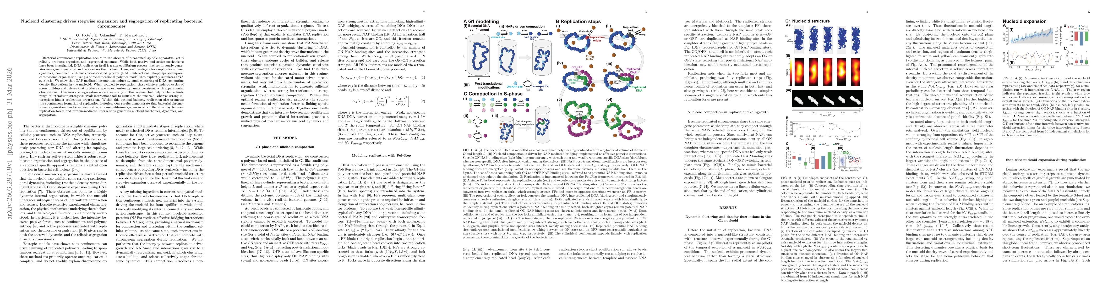 Thumbnail for Nucleoid clustering drives stepwise expansion and segregation of replicating bacterial chromosomes