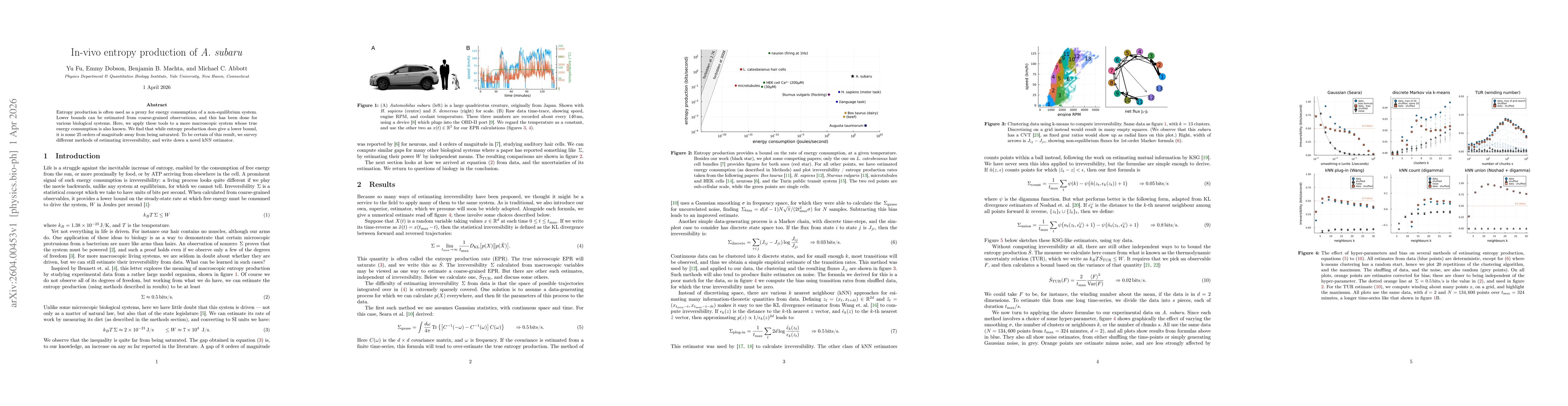 Thumbnail for In-vivo entropy production of A. subaru