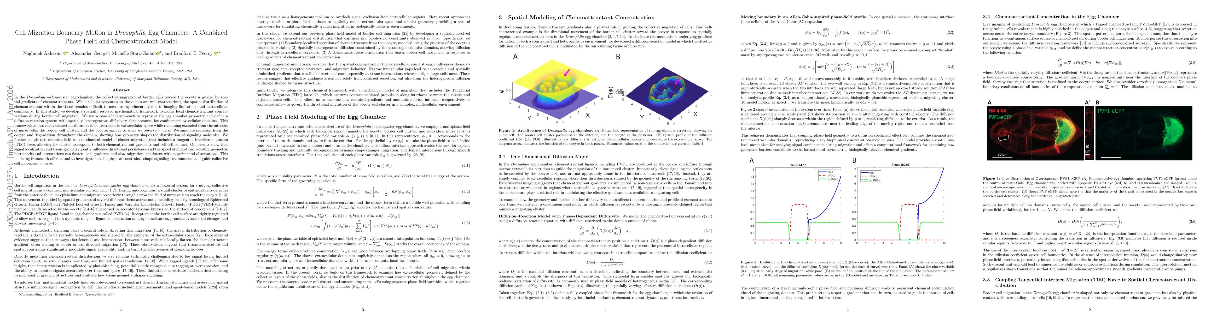 Thumbnail for Cell Migration Boundary Motion in Drosophila Egg Chambers: A Combined Phase Field and Chemoattractant Model
