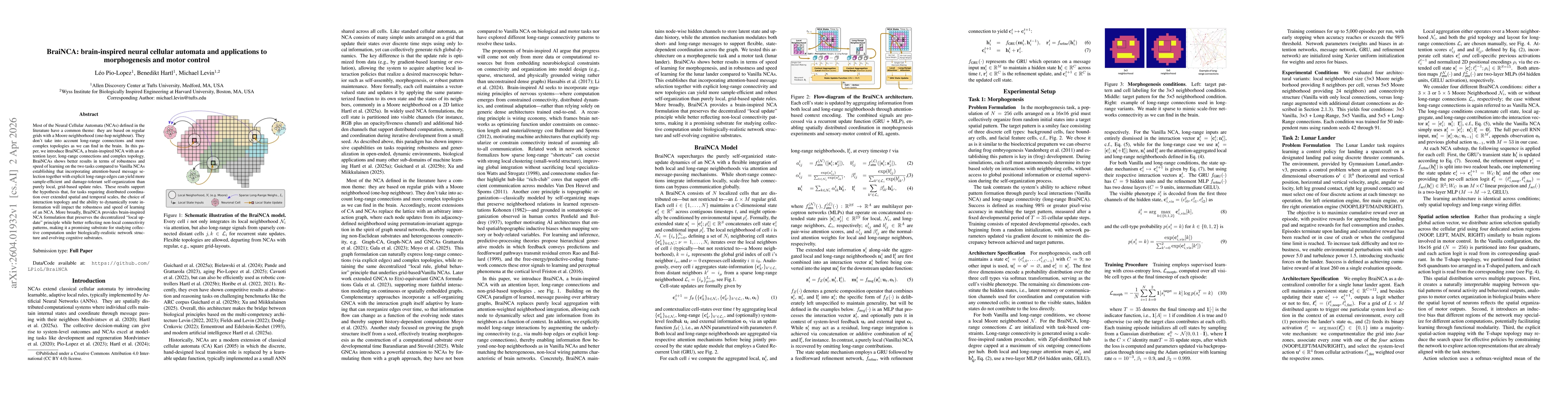 Thumbnail for BraiNCA: brain-inspired neural cellular automata and applications to morphogenesis and motor control
