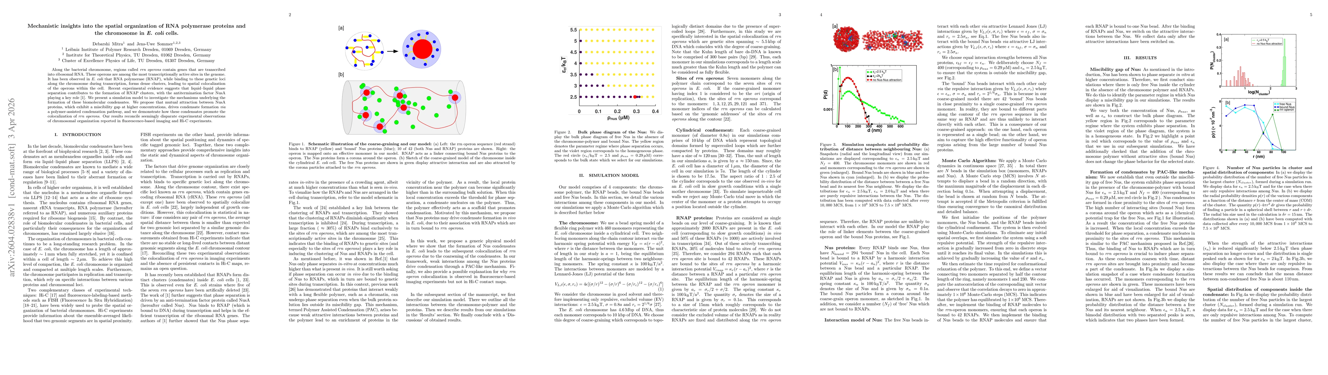 Thumbnail for Mechanistic insights into the spatial organization of RNA polymerase proteins and the chromosome in E. coli cells