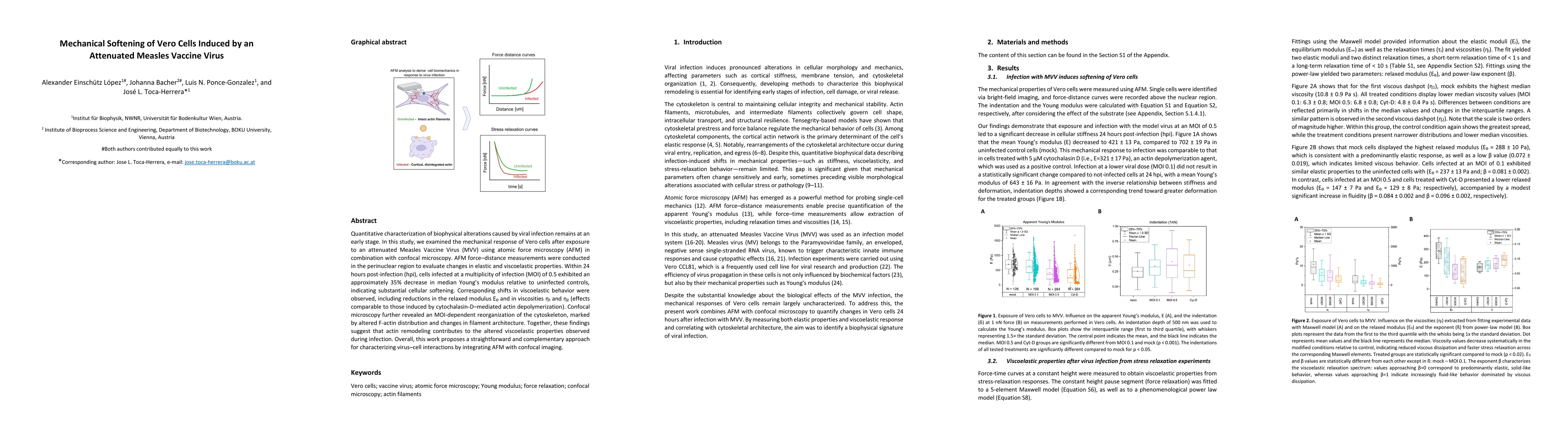 Thumbnail for Mechanical Softening of Vero Cells Induced by an Attenuated Measles Vaccine Virus