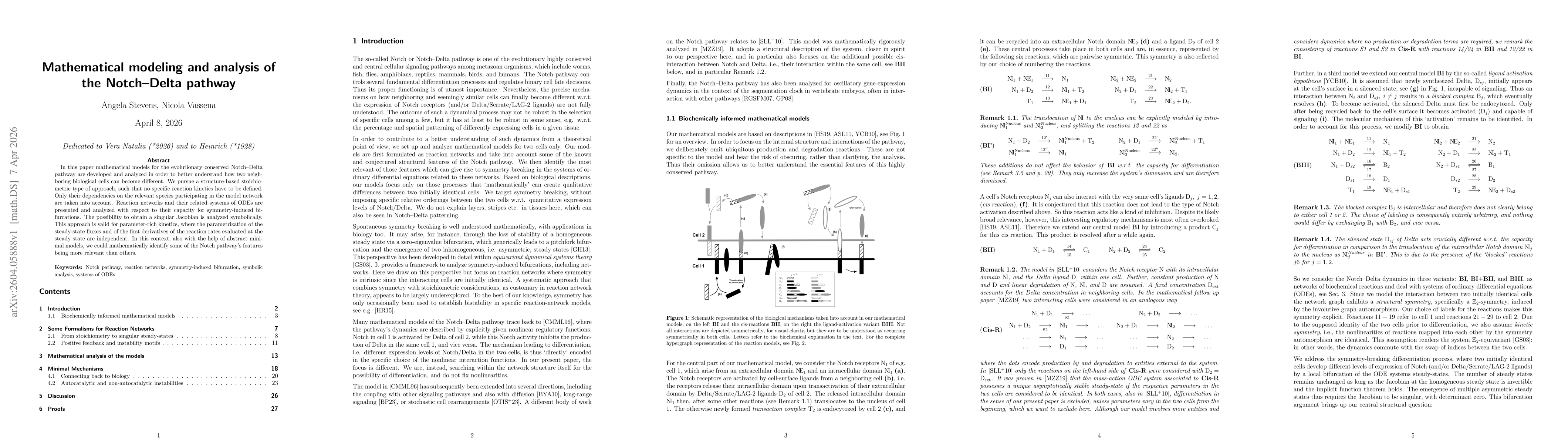 Thumbnail for Mathematical modeling and analysis of the Notch-Delta pathway