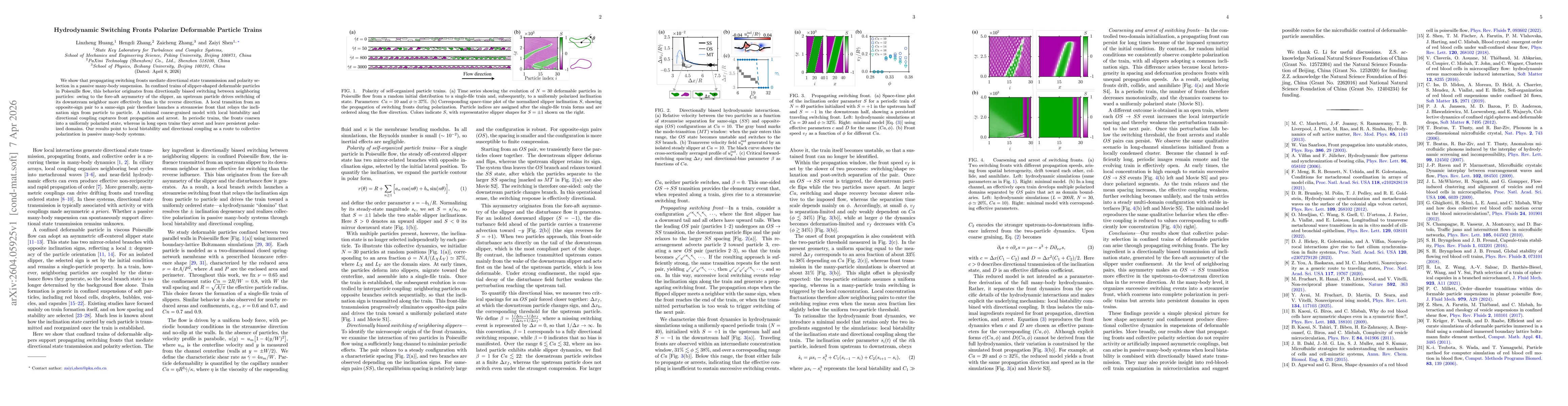 Thumbnail for Hydrodynamic Switching Fronts Polarize Deformable Particle Trains