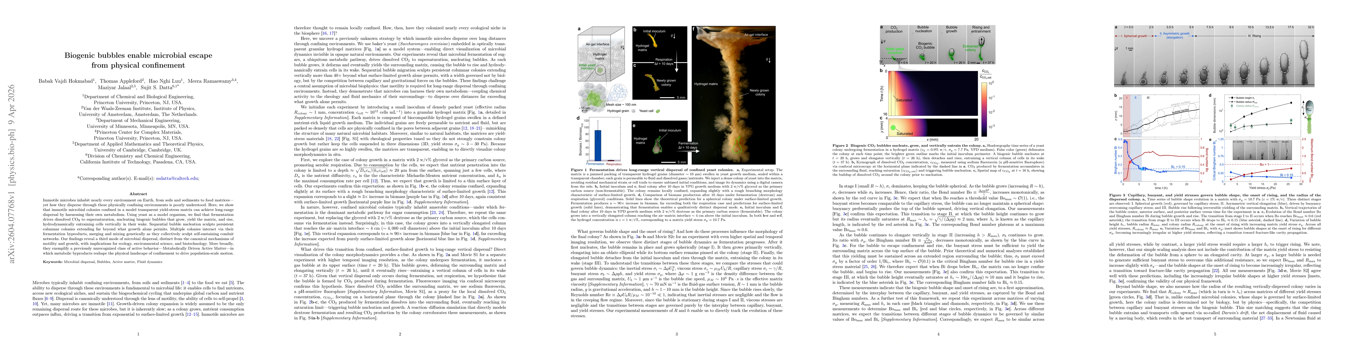 Thumbnail for Biogenic bubbles enable microbial escape from physical confinement