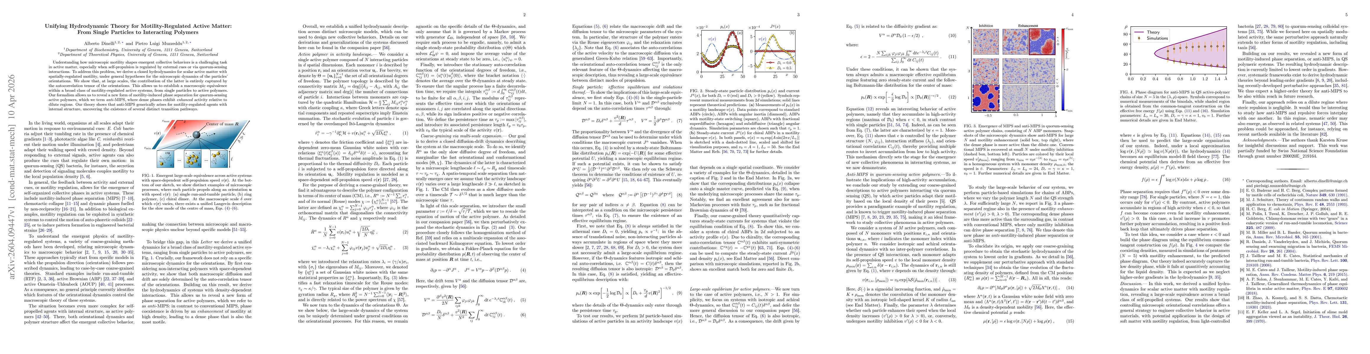 Thumbnail for Unifying hydrodynamic theory for motility-regulated active matter: from single particles to interacting polymers