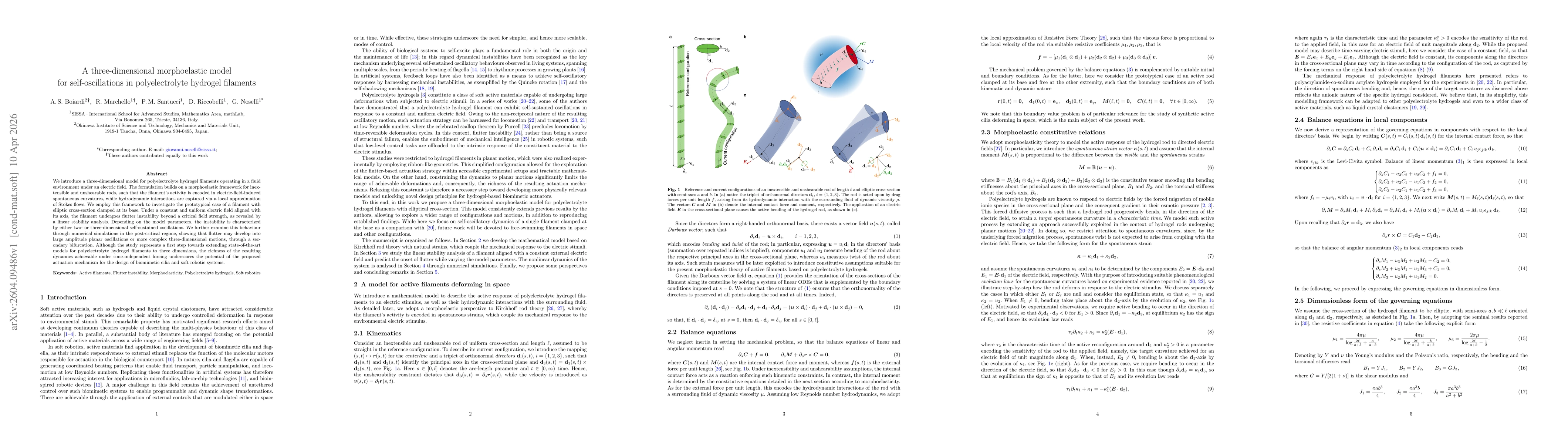 Thumbnail for A three-dimensional morphoelastic model for self-oscillations in polyelectrolyte hydrogel filaments