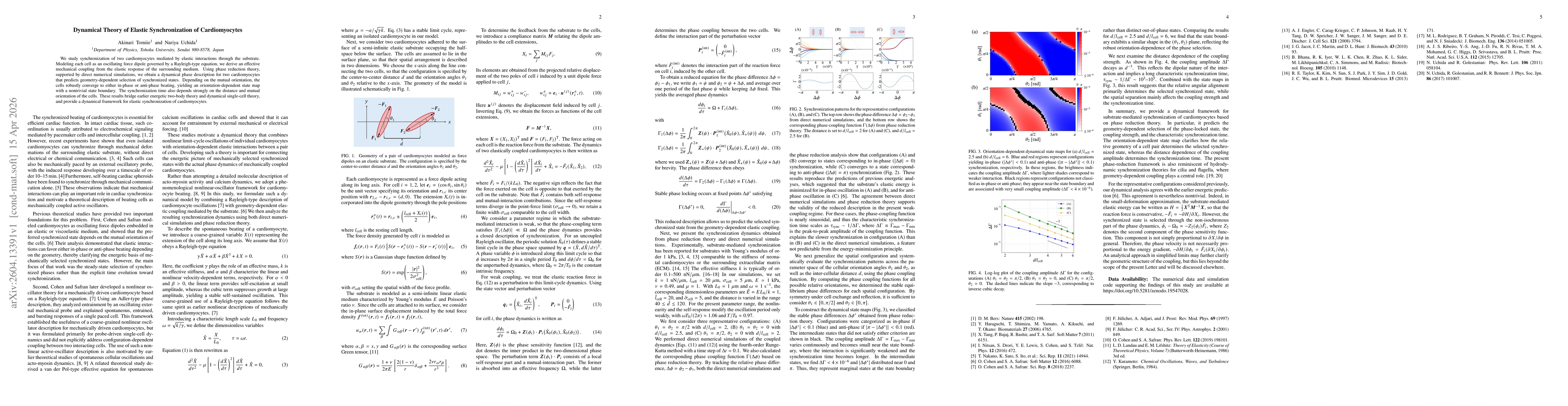 Thumbnail for Dynamical Theory of Elastic Synchronization of Cardiomyocytes
