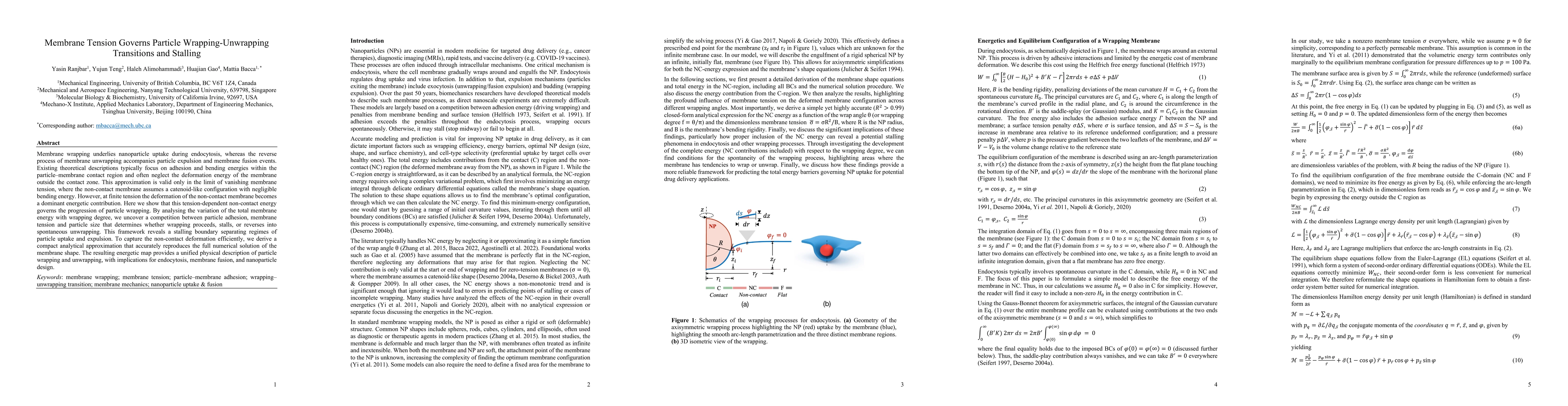 Thumbnail for Membrane Tension Governs Particle Wrapping-Unwrapping Transitions and Stalling