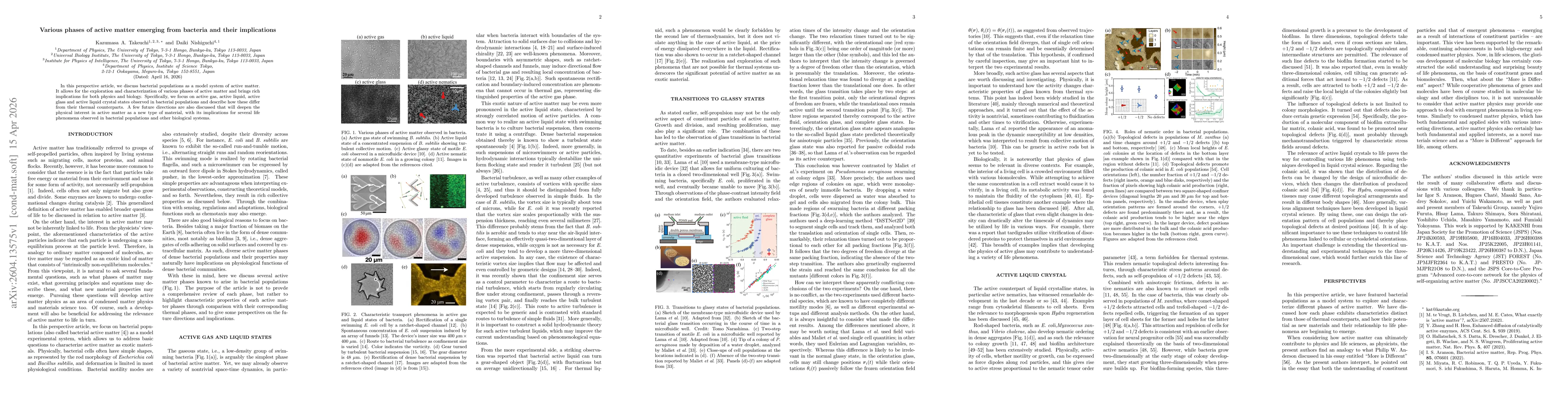 Thumbnail for Various phases of active matter emerging from bacteria and their implications